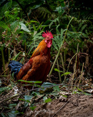 Wild chickens in the rainforest