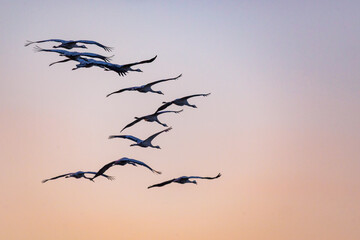 Fliegende Kraniche am Pramort.