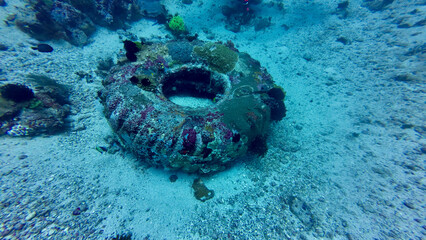 A car tire underwater on the seabed. An old tire covered in corals lies on the seabed among a coral...