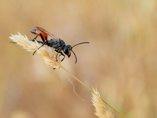 Wasps of the genus Sphex (commonly known as digger wasps) 