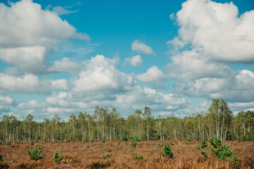 Blossom Calluna vulgaris flowers in forest, Lower Silesia, Poland