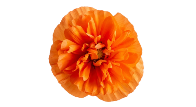 Orange poppy flower closeup