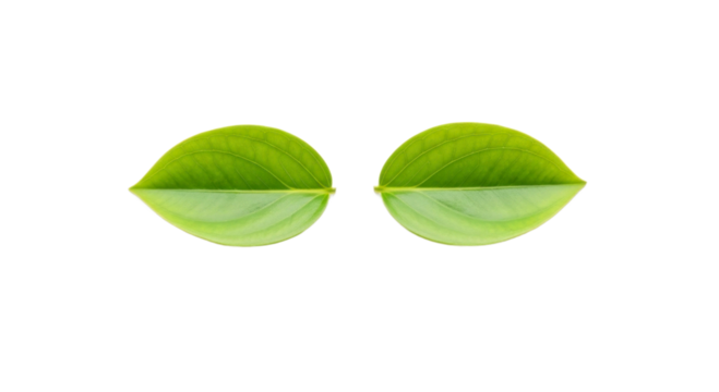 Pair of green leaves against transparent background