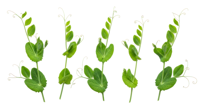 Pea plant stems isolated