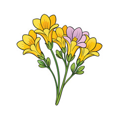 A delicate bunch of white freesias artfully arranged on a clean bright white background for floral design projects