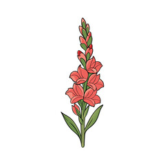 A single vibrant gladiolus flower stem depicted in full color against a clean white background