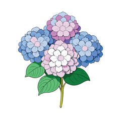 Beautiful bunch of vibrant hydrangea flowers artfully arranged on a clean white background for design projects
