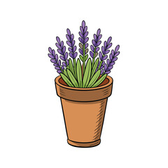 A beautiful lavender plant in a rustic pot presented on a clean white background for design purposes