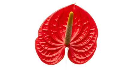 Red anthurium flower closeup