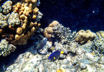 Yellowtail tang Zebrasoma xanthurum and dusky surgeonfish Acanthurus nigrofuscus swimming near lobed