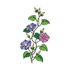 Beautiful morning glory vines with vibrant blooming flowers on a clean white background illustration
