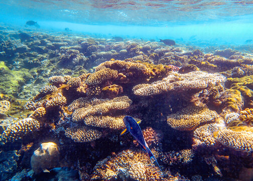 Wide coral field with table coral Acropora, brain coral Diploria and lobed coral Porites in shallow
