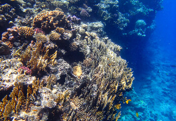 Staghorn coral Acropora, brain coral Diploria, lobed coral Porites, fire coral Millepora and leaf