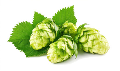 green hop cones with leaves on atransparent background