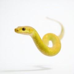Fototapeta premium Bright yellow snake effortlessly floating against a plain background, showcasing its distinct features and texture