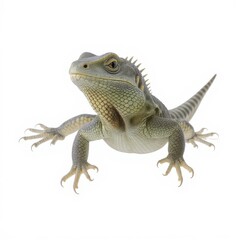 Fototapeta premium Lizard perched on a surface showcasing its unique texture and vibrant colors in natural lighting