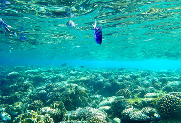 Sergeant major fish Abudefduf saxatilis swimming above lobed coral Porites, brain coral Diploria and