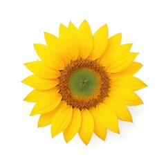 Fototapeta premium Bright sunflower with vibrant yellow petals and green center blooming under natural sunlight in a garden setting