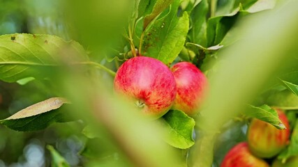 Slow motion captures red apples nestled in green leaves under orchard sunlight