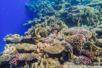 Royal angelfish Pygoplites diacanthus with masked butterflyfish Chaetodon semilarvatus swimming