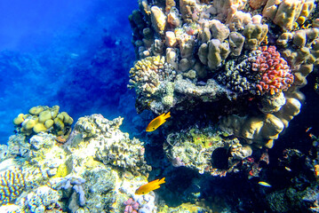 Massive lobed coral Porites, brain coral Diploria, encrusting coral Montipora and fire coral