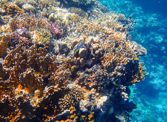 Orange shoulder surgeonfish Acanthurus olivaceus swimming among staghorn coral Acropora, brain coral