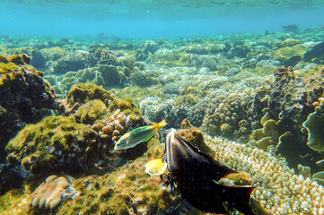 Lobed coral Porites, brain coral Diploria, finger coral Porites compressa and encrusting coral