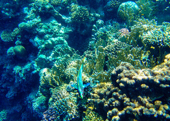 Fish over coral reef underwater. Tropical marine ecosystem with striped colors in clear blue water,