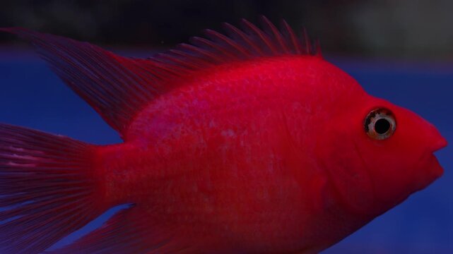 the blood parrot fish is a vibrant freshwater aquarium fish admired for its bright colors unique shape and popularity among ornamental fish enthusiasts