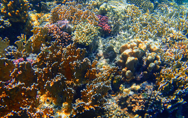 Coral reef underwater view. Staghorn coral Acropora, brain coral Diploria, lobed coral Porites and