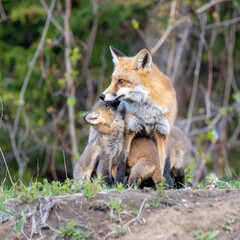 Fototapeta premium Red fox with kits