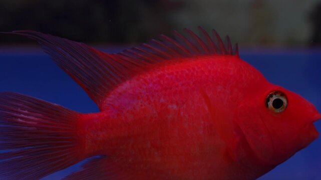 the blood parrot fish is a vibrant freshwater aquarium fish admired for its bright colors unique shape and popularity among ornamental fish enthusiasts