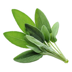 Fresh Green Sage Leaves Isolated on White Background for Cooking