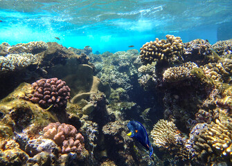 Brain coral Diploria, lobed coral Porites, staghorn coral Acropora, finger coral Porites compressa
