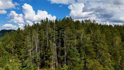 coniferous forest landscape spruce Adrspach Czech Republic