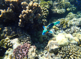 Brain coral Diploria, lobed coral Porites, staghorn coral Acropora, finger coral Porites compressa