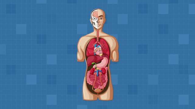 Step-by-Step Labeling of Human Internal Organs Animation