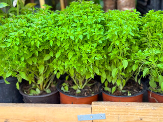 Green basil plants growing in pots arranged on a wooden shelf outdoors. Fresh herbs, culinary...