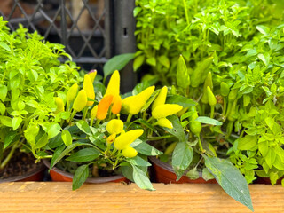 Yellow chili peppers growing among green leaves in small pots displayed on a wooden shelf. Fresh harvest, culinary spice, and agricultural produce symbolizing organic growth.