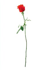 Single vibrant red rose, long stem, green leaves, isolated white background
