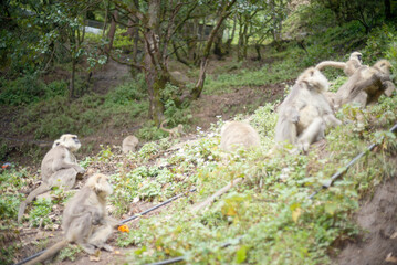 Wildlife Photography of Langur Monkey Family