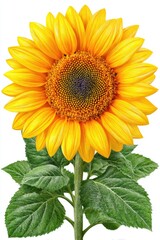 Obraz premium Vibrant sunflower with bright yellow petals and a dark center, against a white background. Healthy leaves add to the image