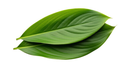 Two green tropical leaves