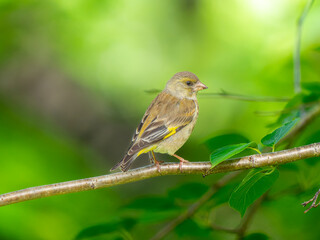 枝にとまるカワラヒワ