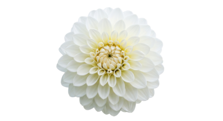White dahlia flower isolated