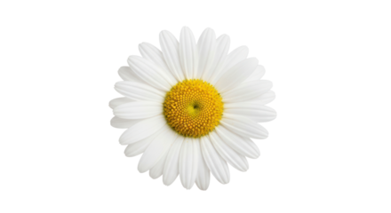 White daisy flower isolated on transparent background