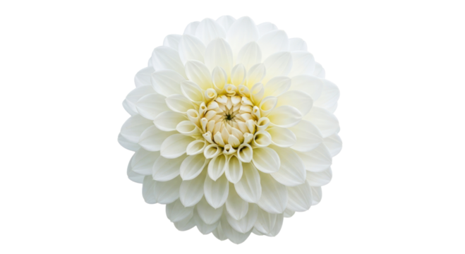 White dahlia flower isolated