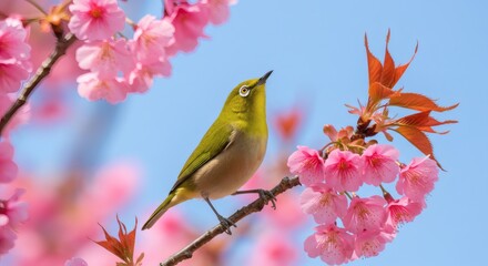 Spring Melody Whiteeye Bird on Cherry Blossom.