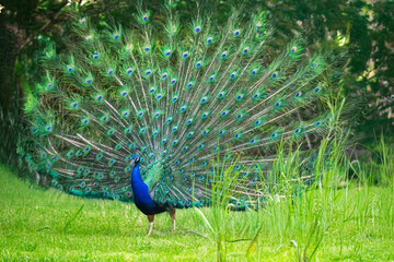 Obraz premium Paon bleu tourné vers l'avant, déployant ses plumes caudales