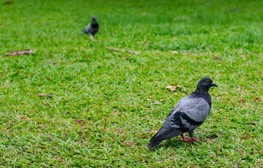Beautiful dove or pigeon standing on lush green grass lawn in public park - peaceful urban wildlife bird in natural outdoor garden setting.